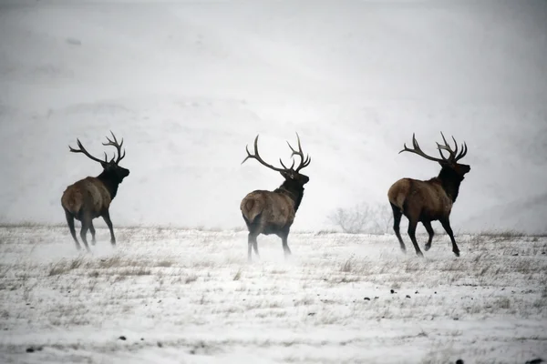 Three male elk running in winter — Stock Photo, Image