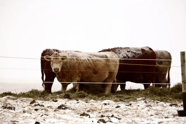 在冬季养牛 — 图库照片