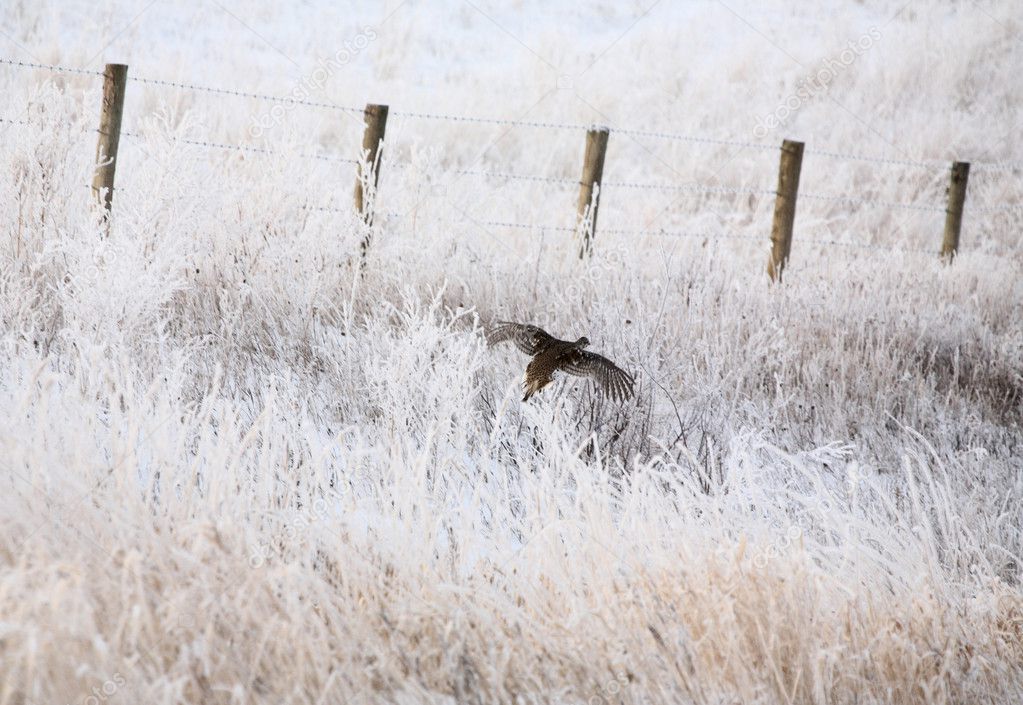 Sharp tailed Grouse flying along frost covered ditch