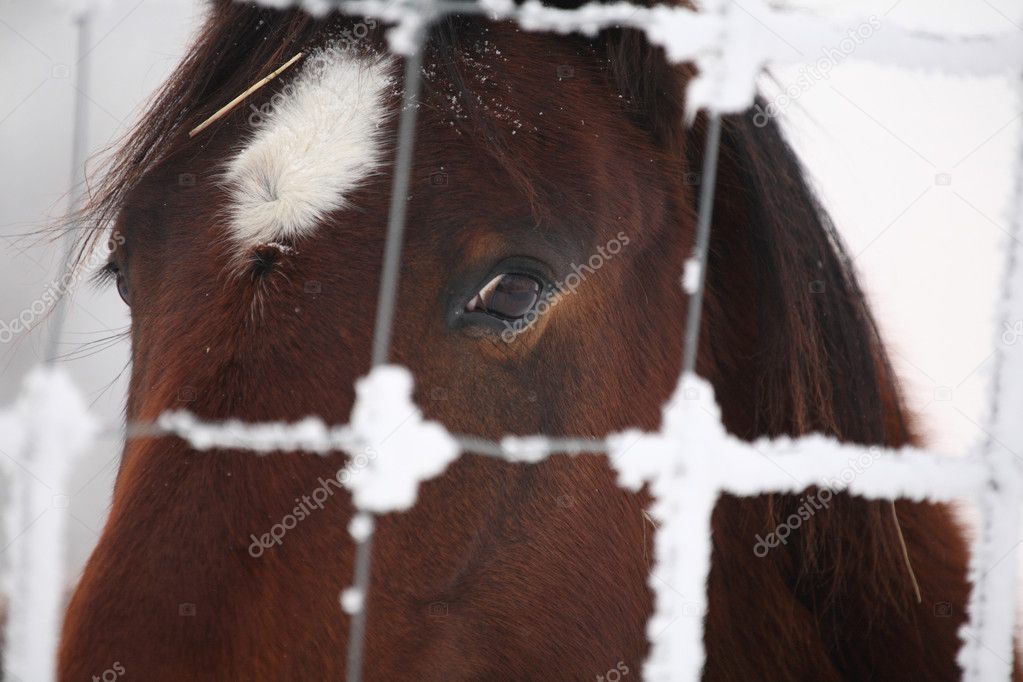 Horse looking out through hoar covered fence