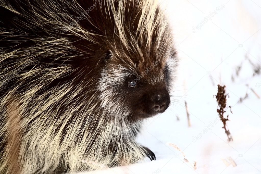 Closeup of a porcupine