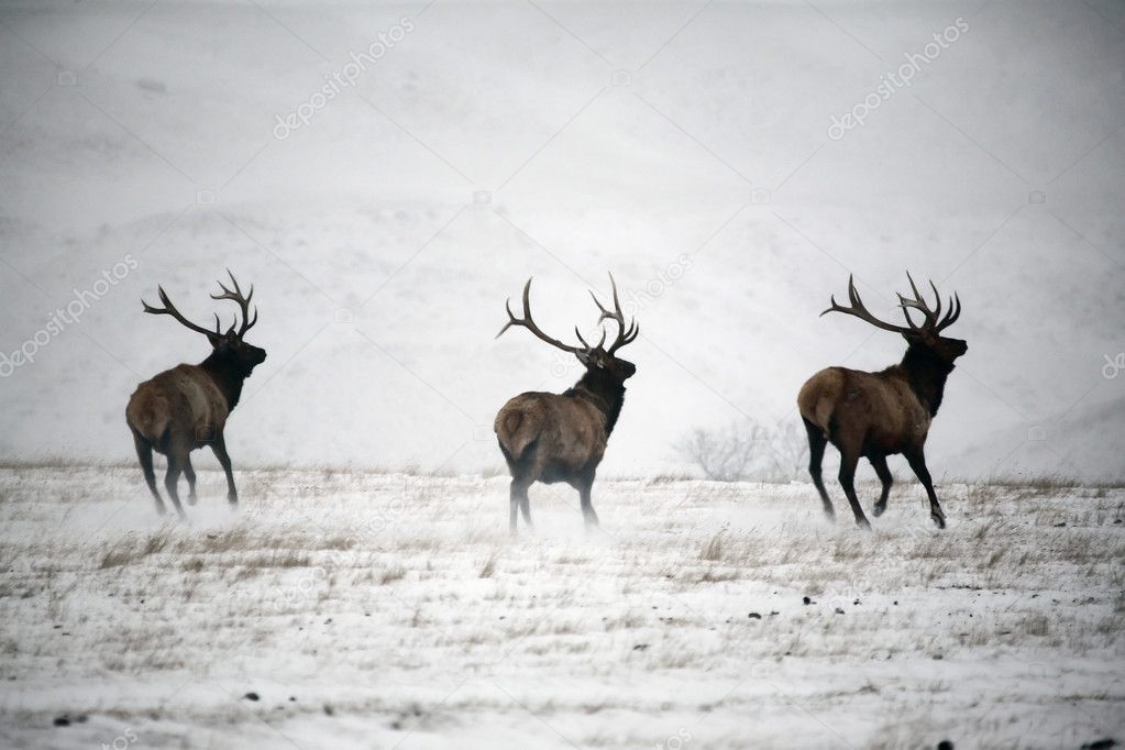 Three male elk running in winter