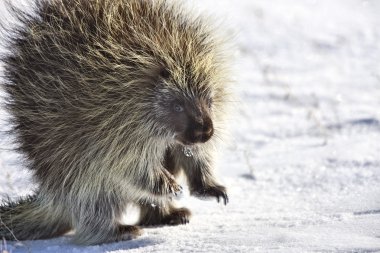 Porcupine in winter clipart