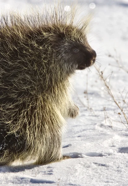 stock image Porcupine in winter