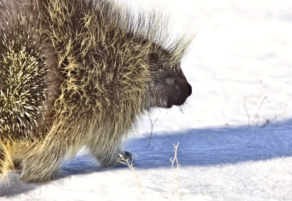 Porcupine in winter — Stock Photo, Image