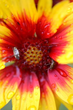 böcekler arasında Alberta bir kahverengi gözlü susan kır çiçeği