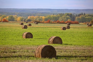 saman balya alberta alanı