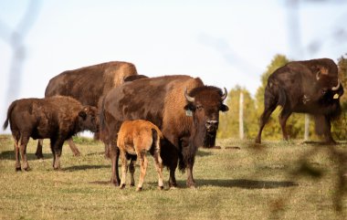 Bison calf feeding in scenic Central Saskatchewan clipart