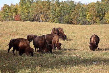 bizon doğal orta saskatchewan içinde otlatma