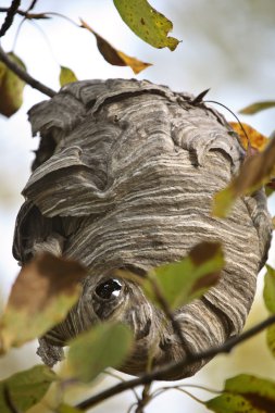 Odd shaped wasps nest in scenic Saskatchewan clipart