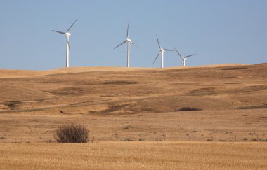 Rüzgar Çiftliği Güney Gölü saskatchewan martı