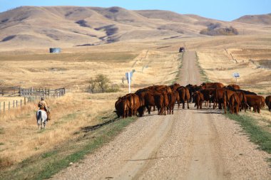 doğal saskatchewan içinde sığır götürmek