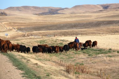 doğal saskatchewan içinde sığır götürmek