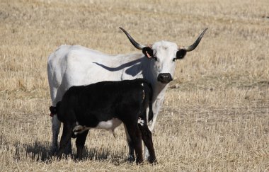 longhorn inek buzağı doğal saskatchewan içinde beslenme ile