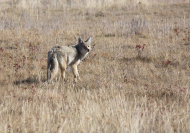 Coyote standing in field clipart