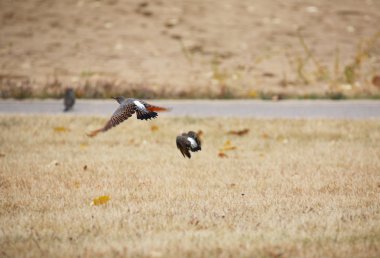 Northern Flickers in flight clipart