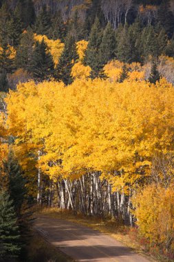 Pine and Aspen trees in fall clipart