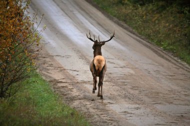 doğal saskatchewan bir ülkede yol boyunca yabani geyik