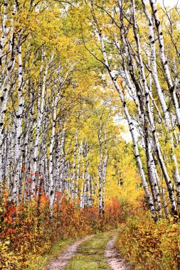 Trail through Aspen grove