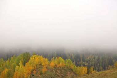 yere sis doğal Alberta