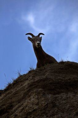 alberta rockies Bighorn koyun