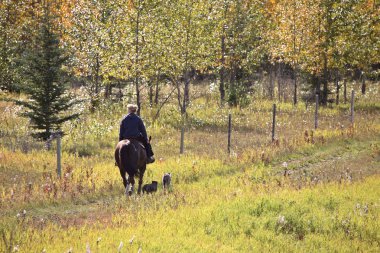 Woman Excercing Her Horse and Dogs NE of Chetwynd clipart