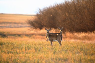 Two White tailed Deer standing in a field clipart