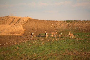 Small herd of Mule Deer clipart