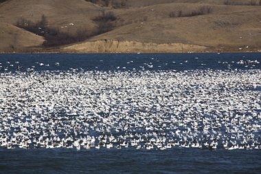 Huge flock of Snow Geese on Buffalo Pound Lake clipart