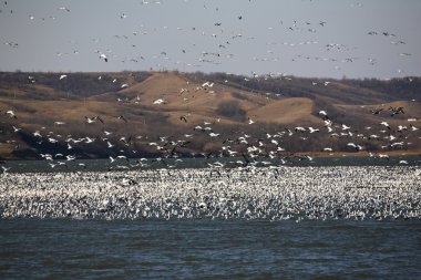 Huge flock of Snow Geese on Buffalo Pound Lake clipart