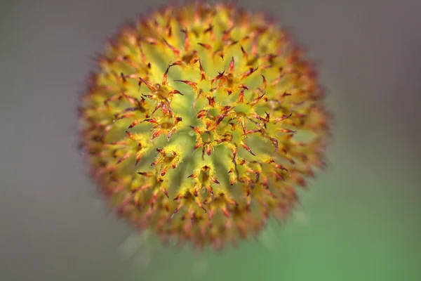 Wildblumen in malerischer Berta — Stockfoto
