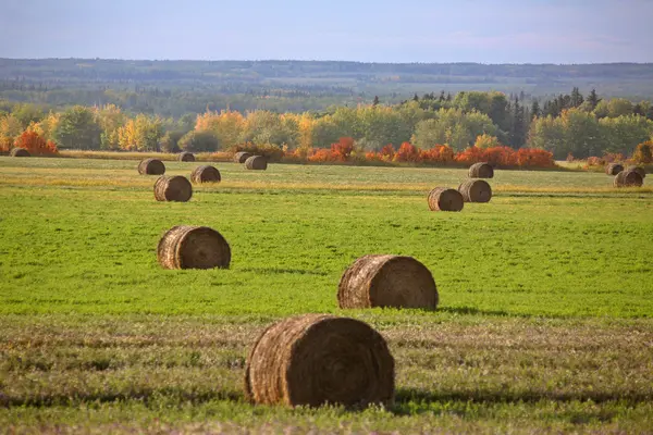 Hay bales on an Alberta field — Stock Photo, Image