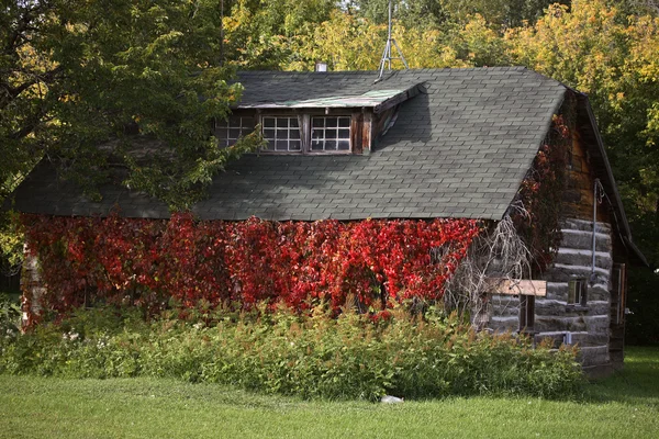 stock image Ivy covered wall on Alberta farm building