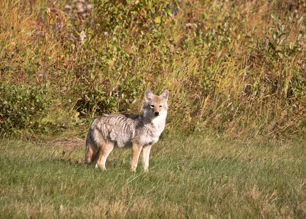 Chiot coyote en Alberta — Photo