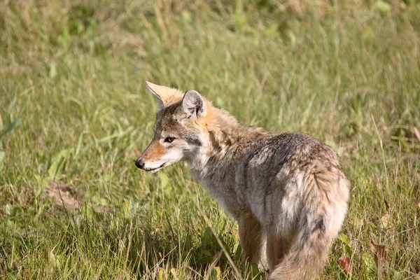 Cucciolo di coyote in Alberta — Foto Stock
