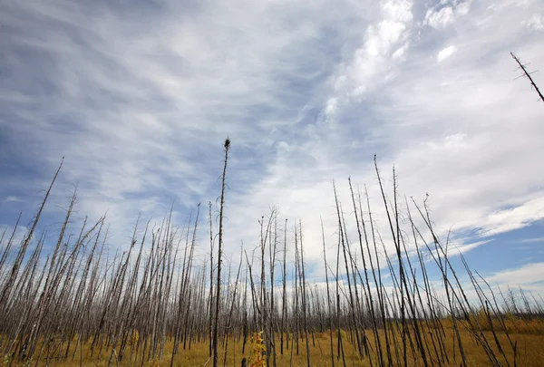 Spálené stromy v severní saskatchewan — Stock fotografie