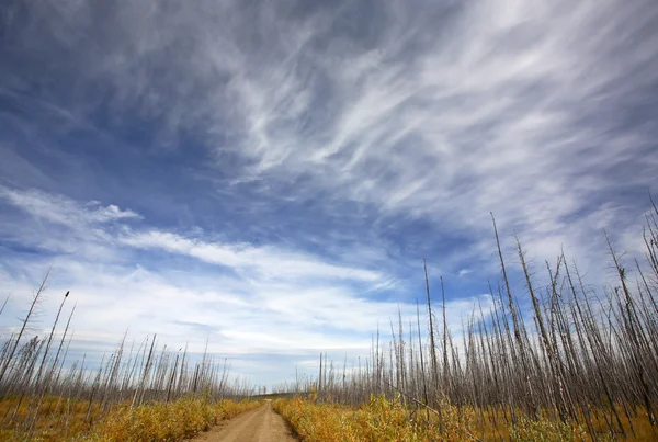 Alberi bruciati nel Saskatchewan settentrionale — Foto Stock