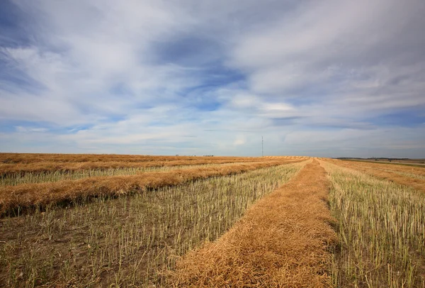 Rapsschwaden während der Saskatchewan-Ernte — Stockfoto