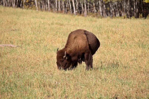 Bison grazing in scenic Central Saskatchewan — Stock Photo, Image