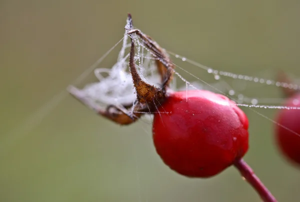 Spinnenweb op rozenbottels BES — Stockfoto