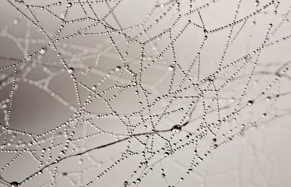 Köd csepp-a pók hálójában — Stock Fotó