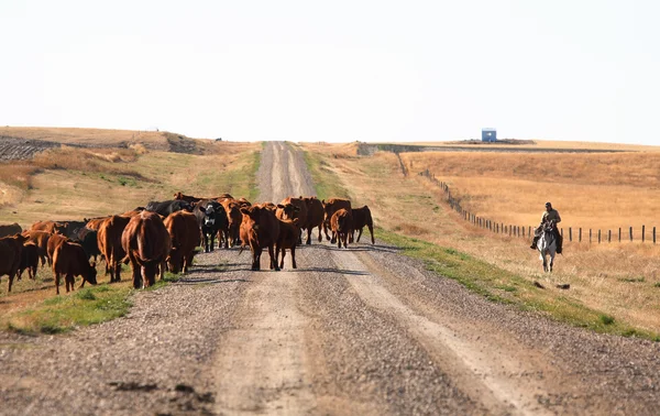 stock image Cattle drive in scenic Saskatchewan