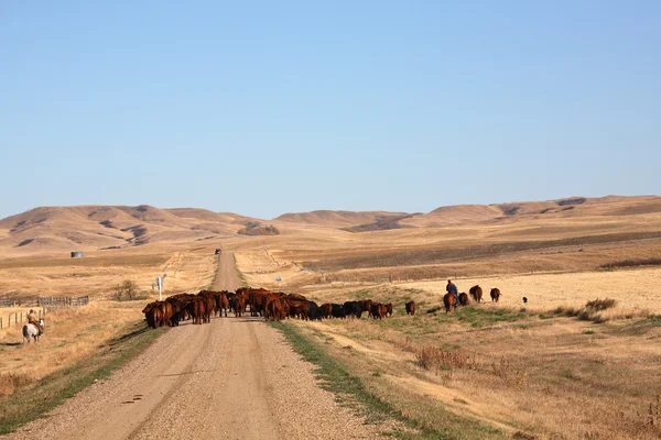 stock image Cattle drive in scenic Saskatchewan