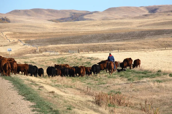 stock image Cattle drive in scenic Saskatchewan