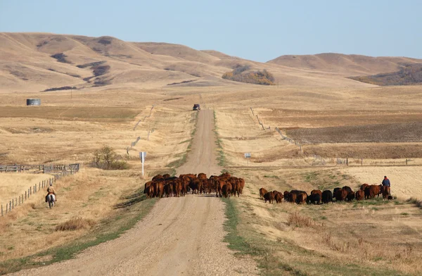 stock image Cattle drive in scenic Saskatchewan