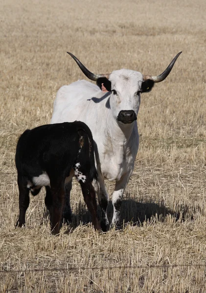 Longhorn cow with feeding calf in scenic Saskatchewan — Stock Photo, Image