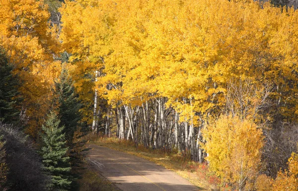 秋に松やアスペンの木 — Stockfoto