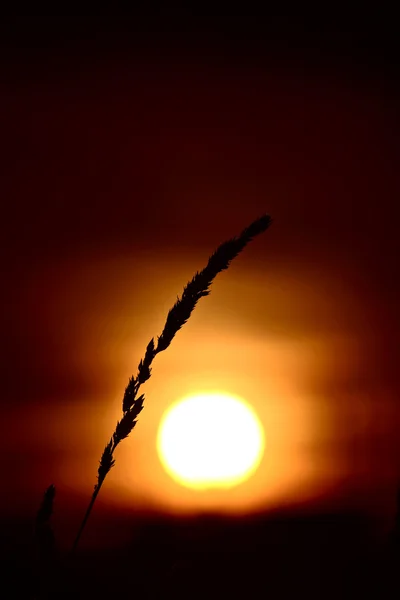 Cabeza de hierba silueta por el sol naciente — Foto de Stock