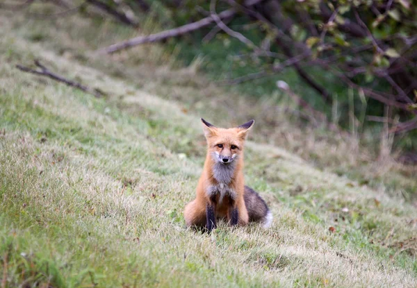 Red fox zittend op een helling van saskatchewan — Stockfoto