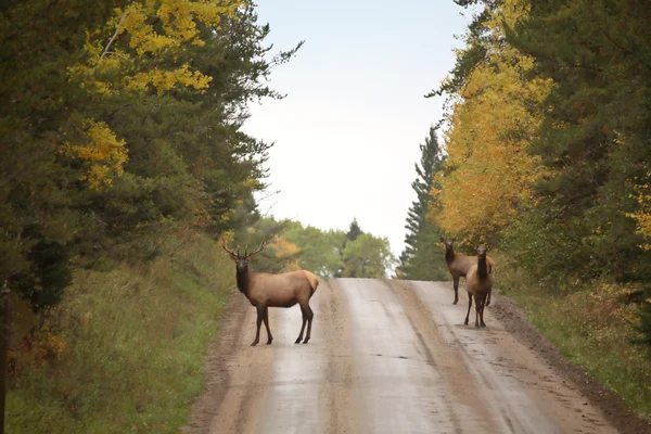 Doğal saskatchewan bir ülkede yol boyunca yabani geyik — Stok fotoğraf